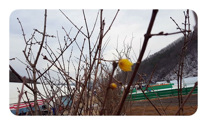 겨울 눈속에서 피어나는 꽃